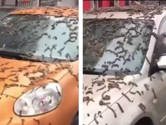 Llueven gusanos en China