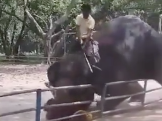 Elefante mata a un adolescente