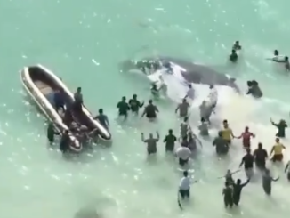 Rescatan a ballena en Brasil