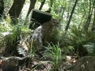 Puma fue liberado en la sierra
